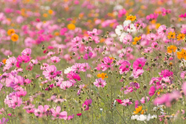 Growing Pink Filed Flowers — Stock Photo, Image