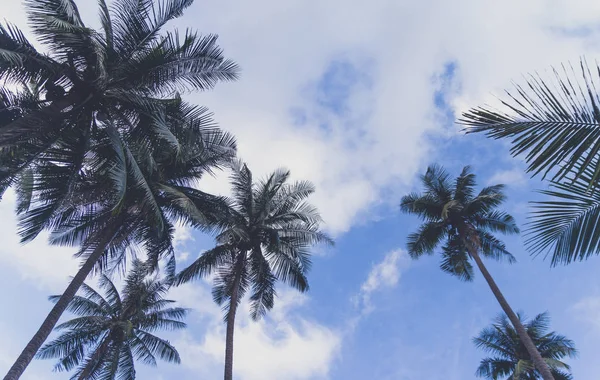 Zelené Palmy Modrá Obloha Mraky Spodní Pohled — Stock fotografie