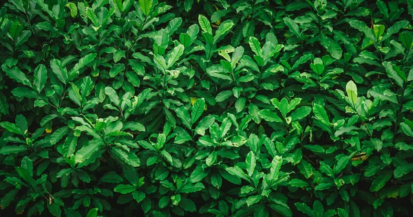 Green Leaves Background Vintage Filter — Stock Photo, Image