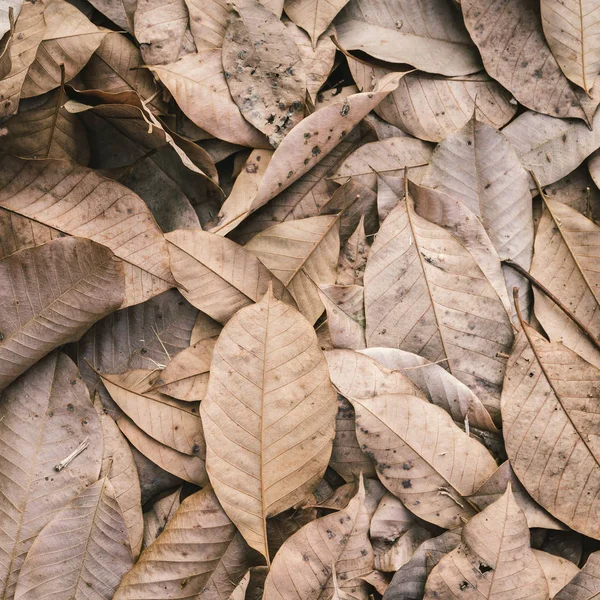 Kuru sonbahar yaprakları yerde. en üstteki görünüm