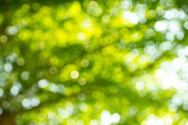 Natural Green Bokeh Abstract Background — Stock Photo, Image
