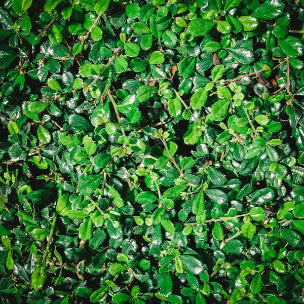 Tuinieren Groene Bladeren Achtergrond Volledige Frame — Stockfoto