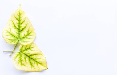 sarı yapraklı beyaz arkaplan