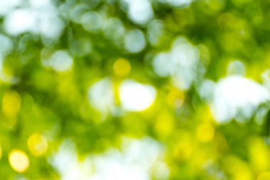 soyut doğal yeşil bulanık bokeh arka plan