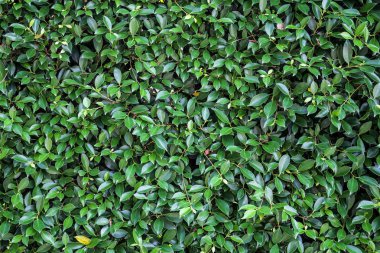 vintage filtre ile yeşil yaprakları arka plan 