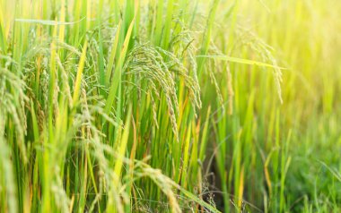 alan arka plan çim yeşil yeşillik çerçeve