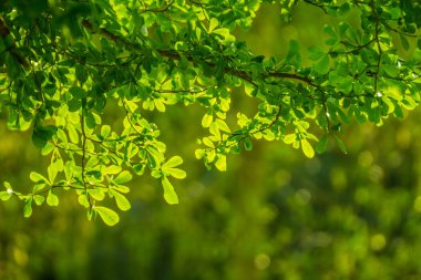 Yeşil yaprakları arka plan ile doğal yeşil bulanık bokeh