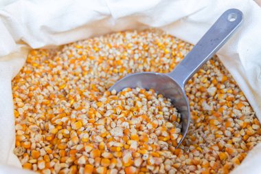 Mısır tohumu çuval torba yakın çekim