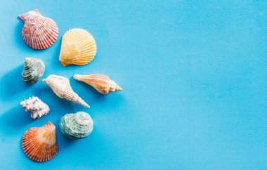 Mavi arka plan üzerine deniz kabukları, yaz arka plan konsepti.