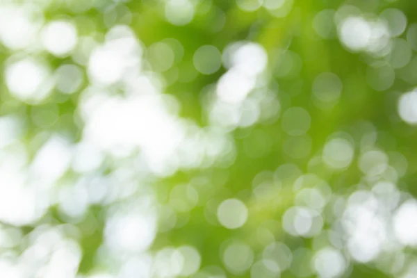 Abstract Natural Green Blurred Bokeh Background — Stock Photo, Image