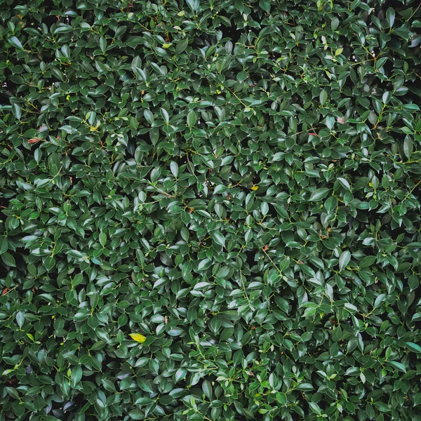 Зеленые Листья Фона Винтажным Фильтром — стоковое фото
