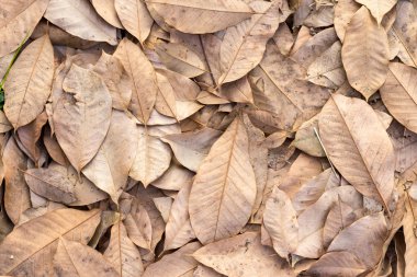 Kuru sonbahar yaprakları yerde. en üstteki görünüm