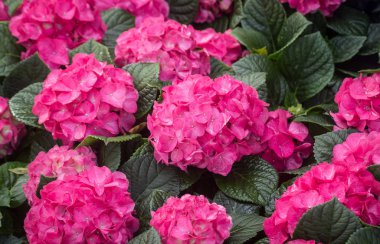 Hydrangea çiçekler, Hortensia açık havada büyüyen