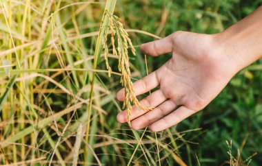 yeşil çim alan ve insan eli 