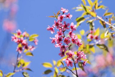 çiçekler ile Bahar Çiçeği Sakura ağacı 