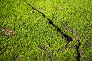 alan arka plan çim yeşil yeşillik çerçeve