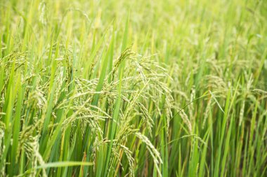 yeşil alan arkaplanı