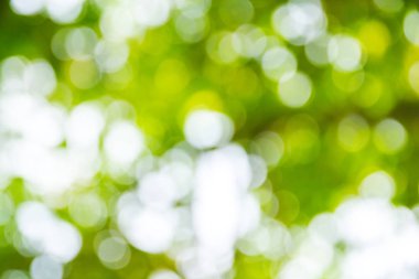 Doğal yeşil bokeh soyut arkaplan