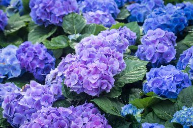 Hydrangea çiçekler, Hortensia açık havada büyüyen