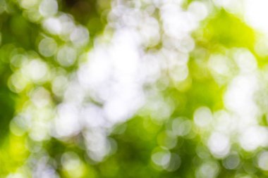 Doğal yeşil bokeh soyut arkaplan