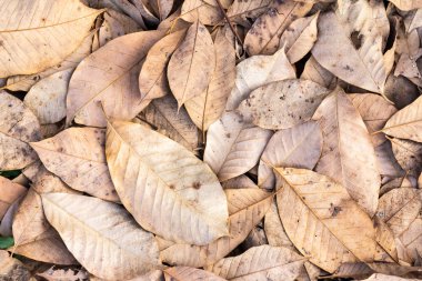 Kuru sonbahar yaprakları yerde. en üstteki görünüm