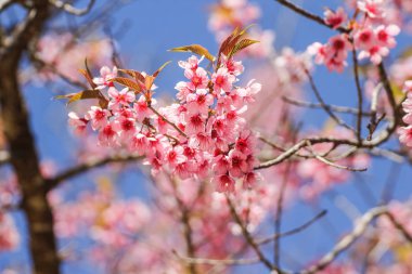 Blossom Sakura ağacının yakın