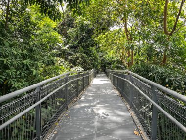Orman ağaçları ve köprü yolu 