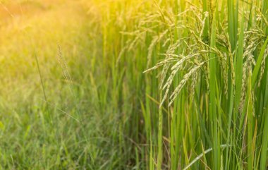 yeşil alan arkaplanı