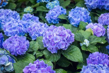Hydrangea çiçekler, Hortensia açık havada büyüyen