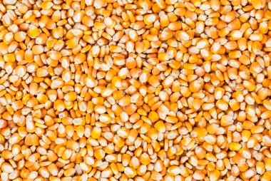 altın sarı Mısır tohumları, tam çerçeve yakın 