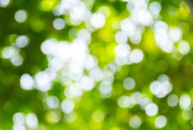 Doğal yeşil bokeh soyut arkaplan