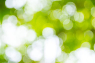 Doğal yeşil bokeh soyut arkaplan