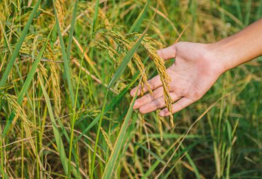 yeşil alan ve insan el dokunmadan çim