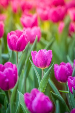 Açık havada büyüyen lale çiçekler