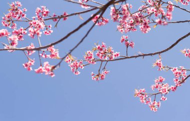 pembe çiçekler ve mavi gökyüzü ile çiçek bahar çiçekli ağaç 
