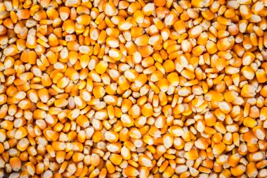 altın sarı Mısır tohumları, tam çerçeve yakın 