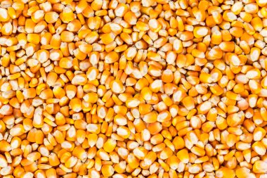 altın sarı Mısır tohumları, tam çerçeve yakın 