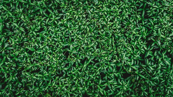 fresh growing bush green leaves background, full frame