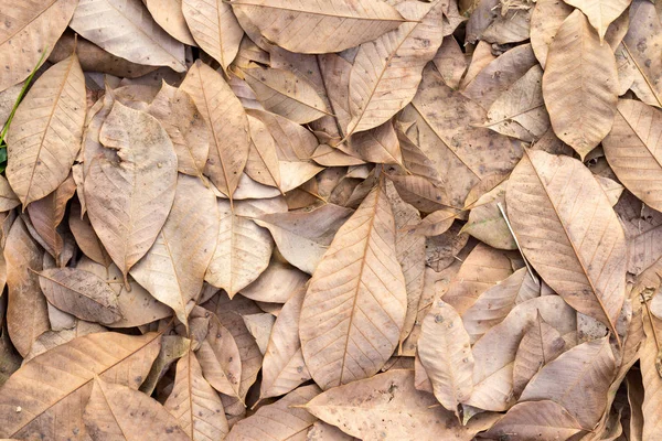 Kuru sonbahar yaprakları yerde. en üstteki görünüm