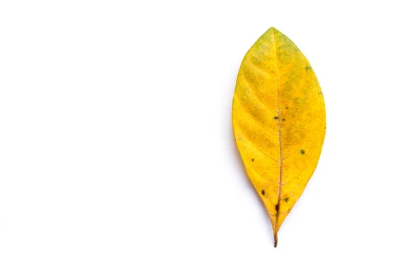 Fondo Blanco Con Hoja Otoño — Foto de Stock