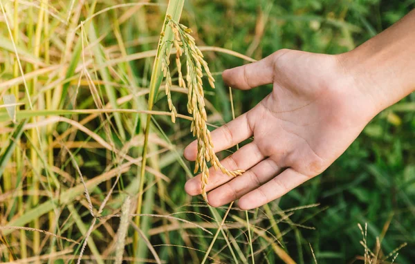 yeşil çim alan ve insan eli 