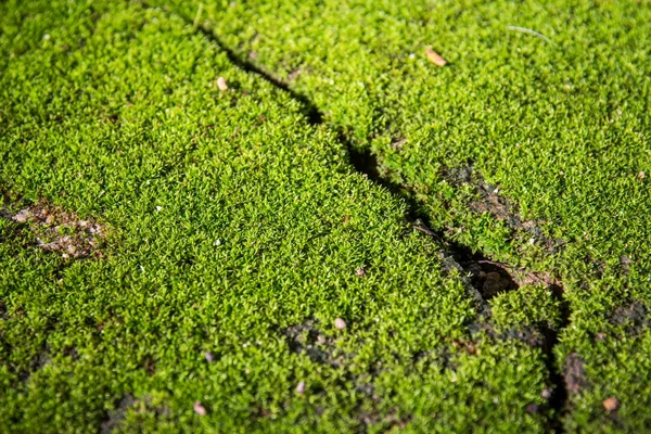 alan arka plan çim yeşil yeşillik çerçeve