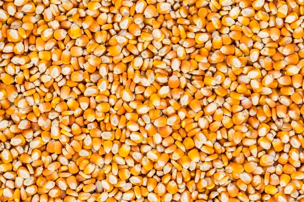 close up of golden yellow corn seeds, full frame