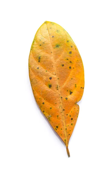 Fondo Blanco Con Hoja Otoño — Foto de Stock