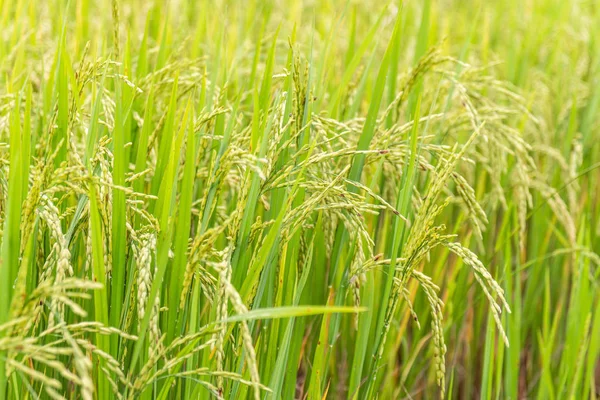 Groen Veld Gras Achtergrond — Stockfoto