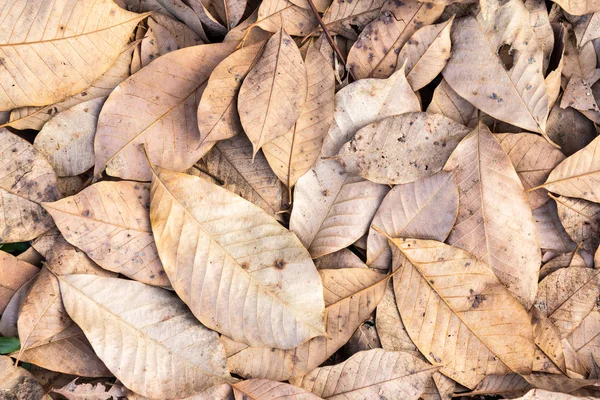 Kuru sonbahar yaprakları yerde. en üstteki görünüm