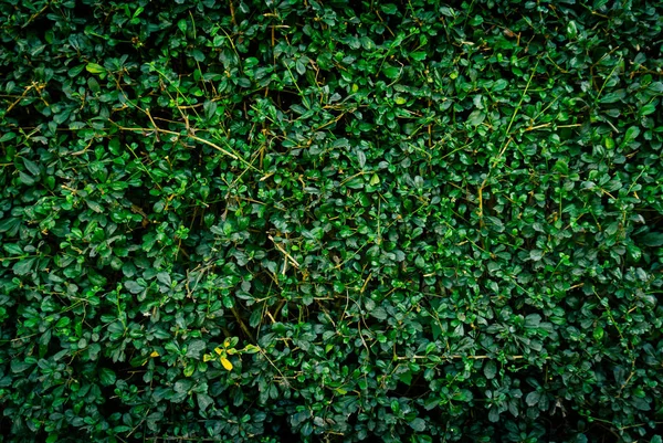 Grön Löv Bakgrund Full Frame Lövverk — Stockfoto