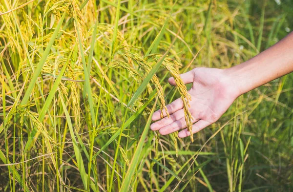 yeşil çim alan ve insan eli 