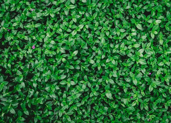 Färska Växande Buske Gröna Löv Bakgrund Full Frame — Stockfoto