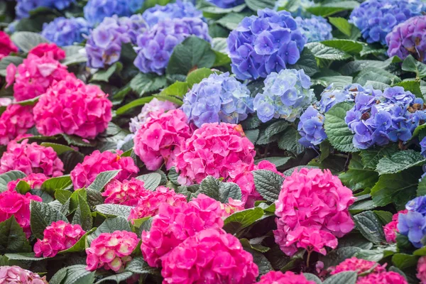 Hydrangea çiçekler, Hortensia açık havada büyüyen